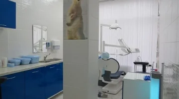 Стоматология Белый медведь изображение 3